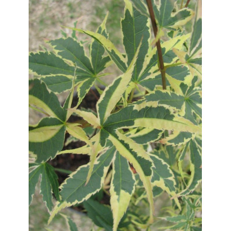 Acer palmatum 'beni shichihenge' feuilles