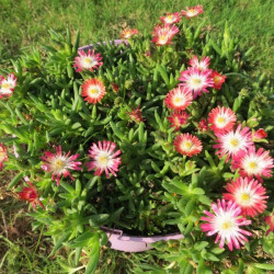 Delosperma ruby