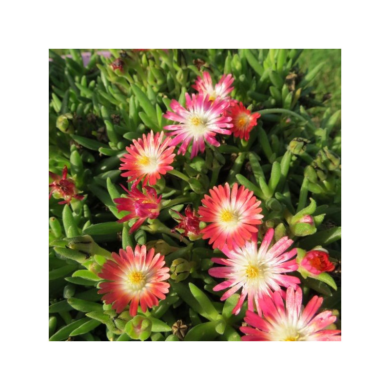 Delosperma ruby