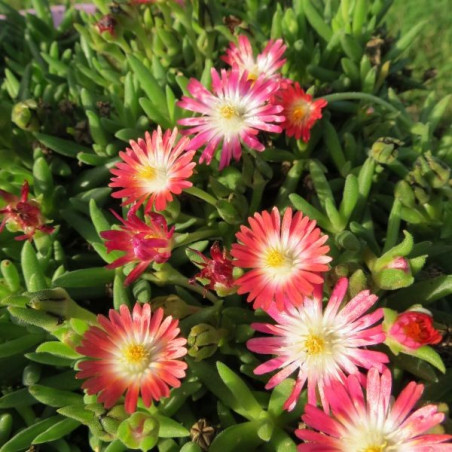 Delosperma ruby