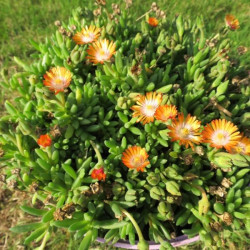  Delosperma cooperi Topaze®