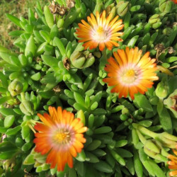  Delosperma cooperi Topaze®