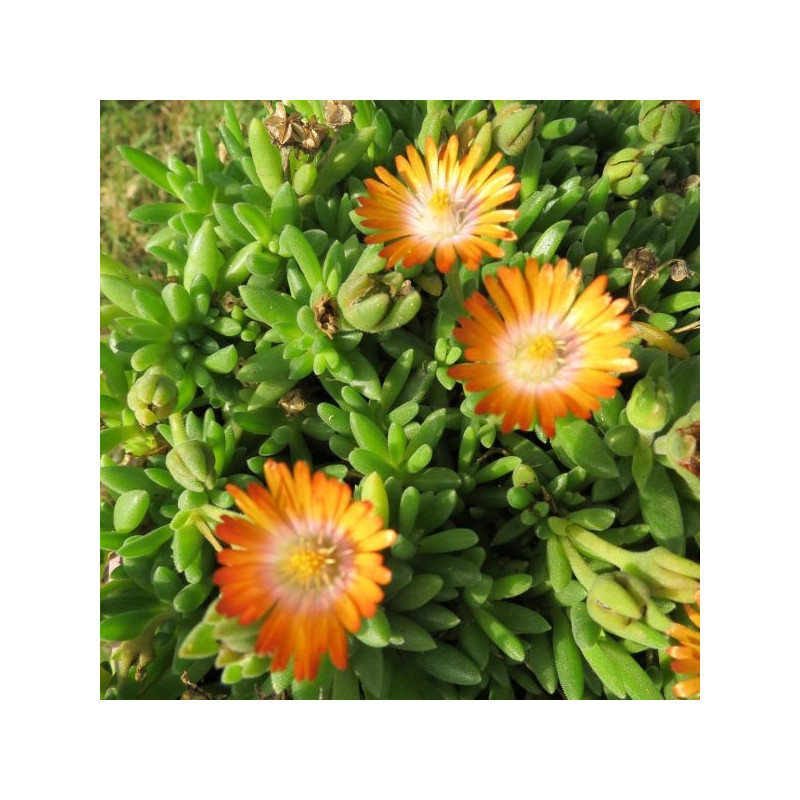  Delosperma cooperi Topaze®