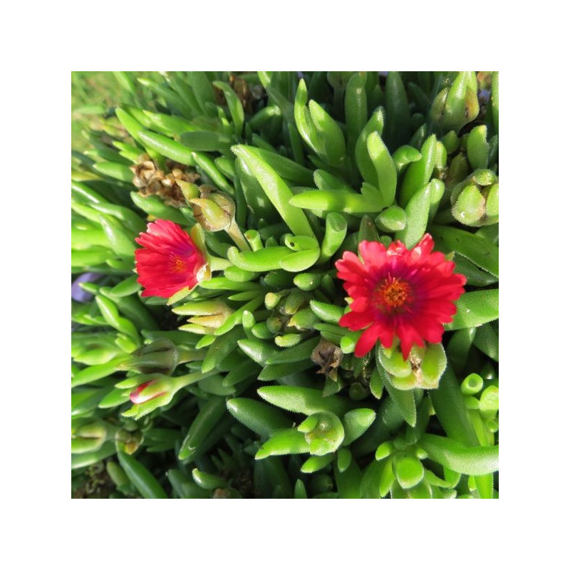 Delosperma cooperi garnet®