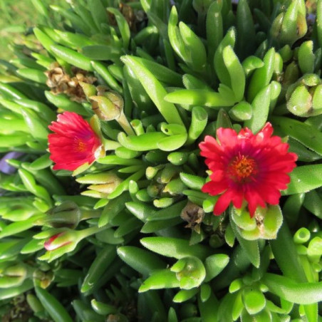 Delosperma cooperi garnet®