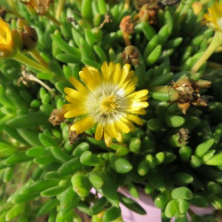 Delosperma cooperi Peridot®