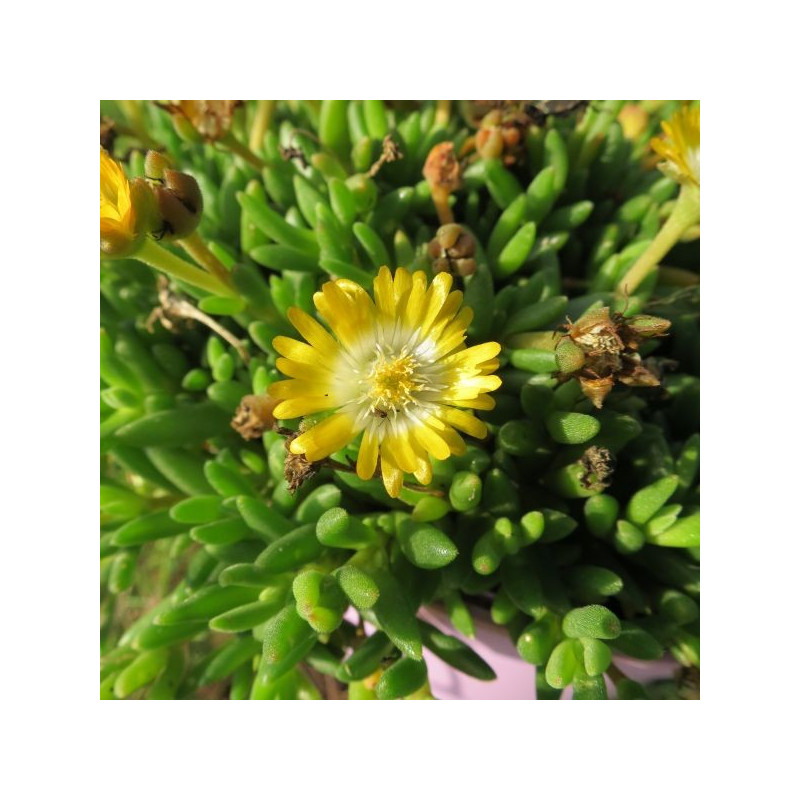 Delosperma cooperi Peridot®