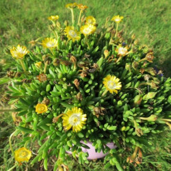 Delosperma cooperi Peridot®