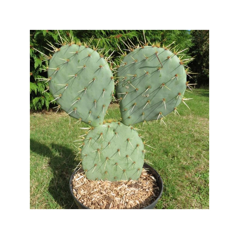 Opuntia engelmannii f. rostrera