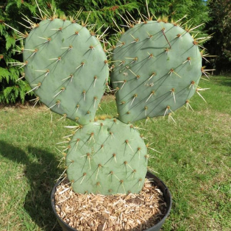 Opuntia engelmannii f. rostrera