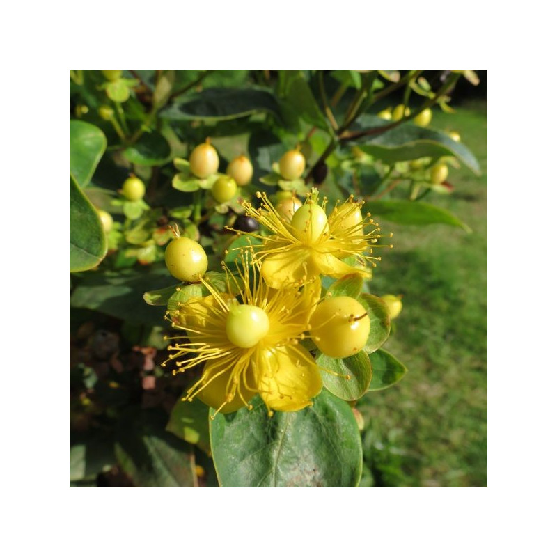 Hypericum magical sunshine