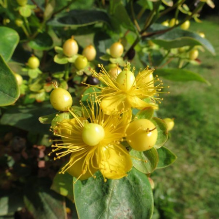 Hypericum magical sunshine