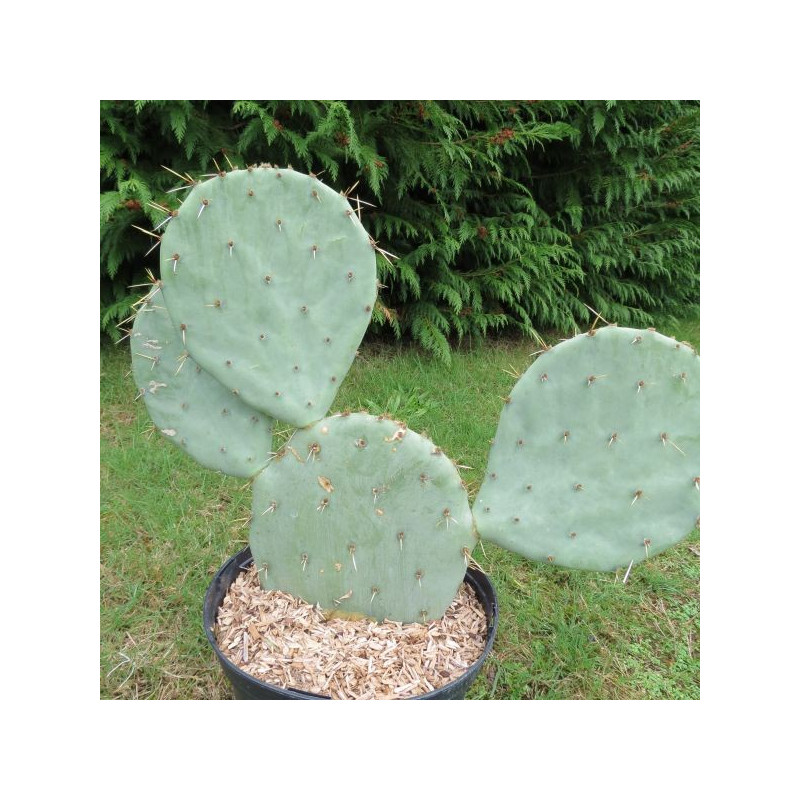 Opuntia gregoriana