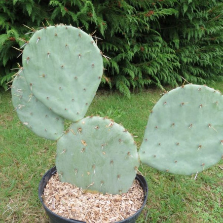 Opuntia gregoriana