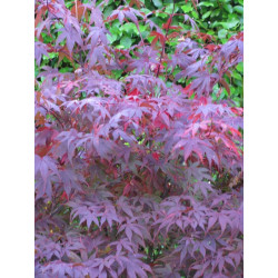 Acer palmatum 'bloodgood' feuilles