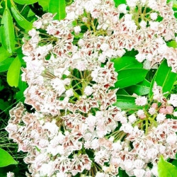 Kalmia latifolia freckles