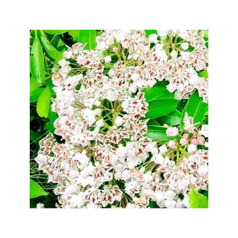 Kalmia latifolia freckles