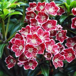 Kalmia latifolia starburst