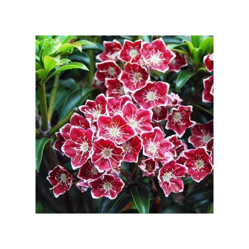 Kalmia latifolia starburst