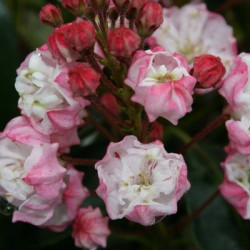 Kalmia latifolia Madeline