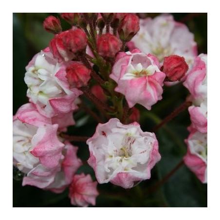 Kalmia latifolia Madeline