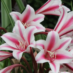 Crinum x herbertii Schreck