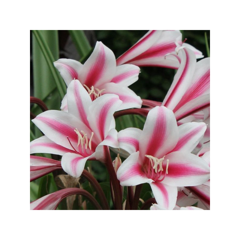 Crinum x herbertii Schreck