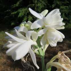 Polianthes tuberosa double