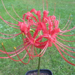 Lycoris radiata