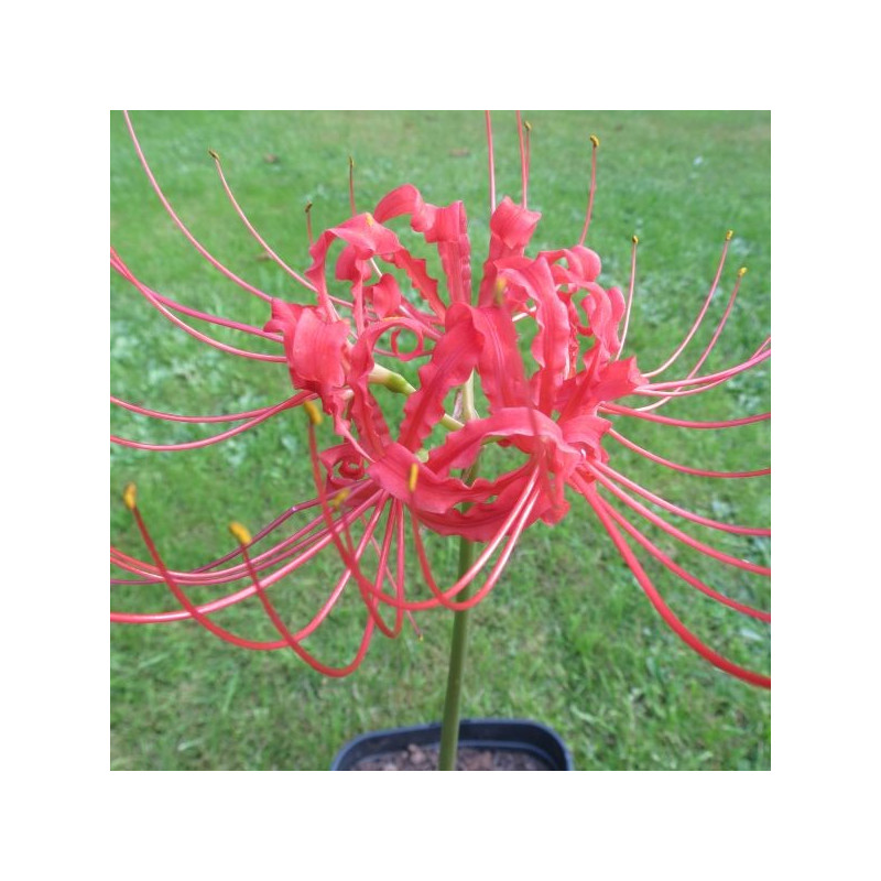 Lycoris radiata