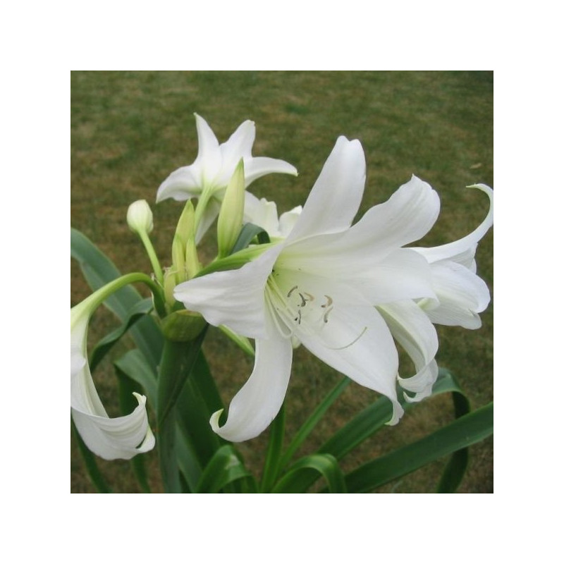 Crinum morei album