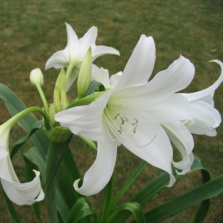 Crinum morei album