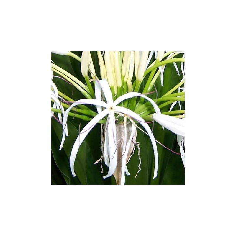 Crinum asiaticum