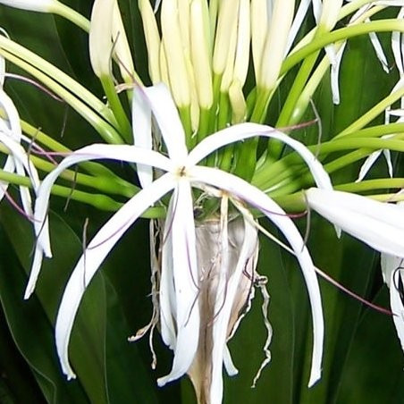 Crinum asiaticum