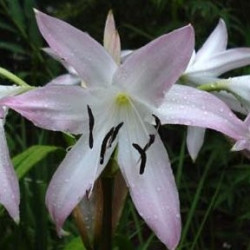 Crinum summer nocturne