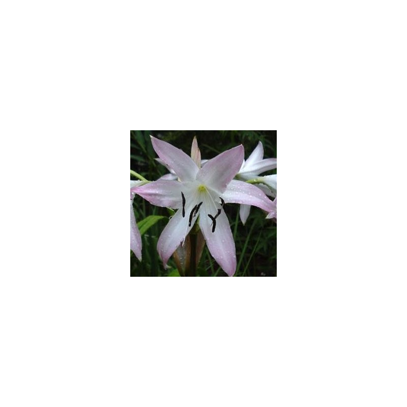 Crinum summer nocturne