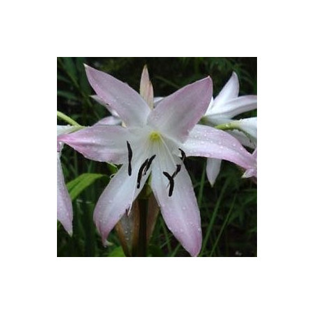 Crinum summer nocturne