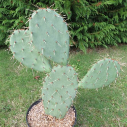 Opuntia alta 5 litres