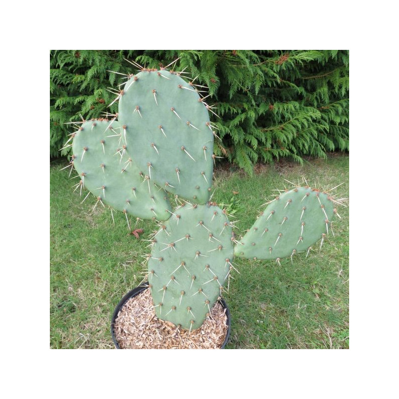 Opuntia alta 5 litres