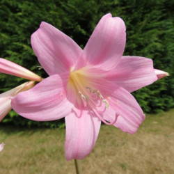 Crinum x powellii roseum