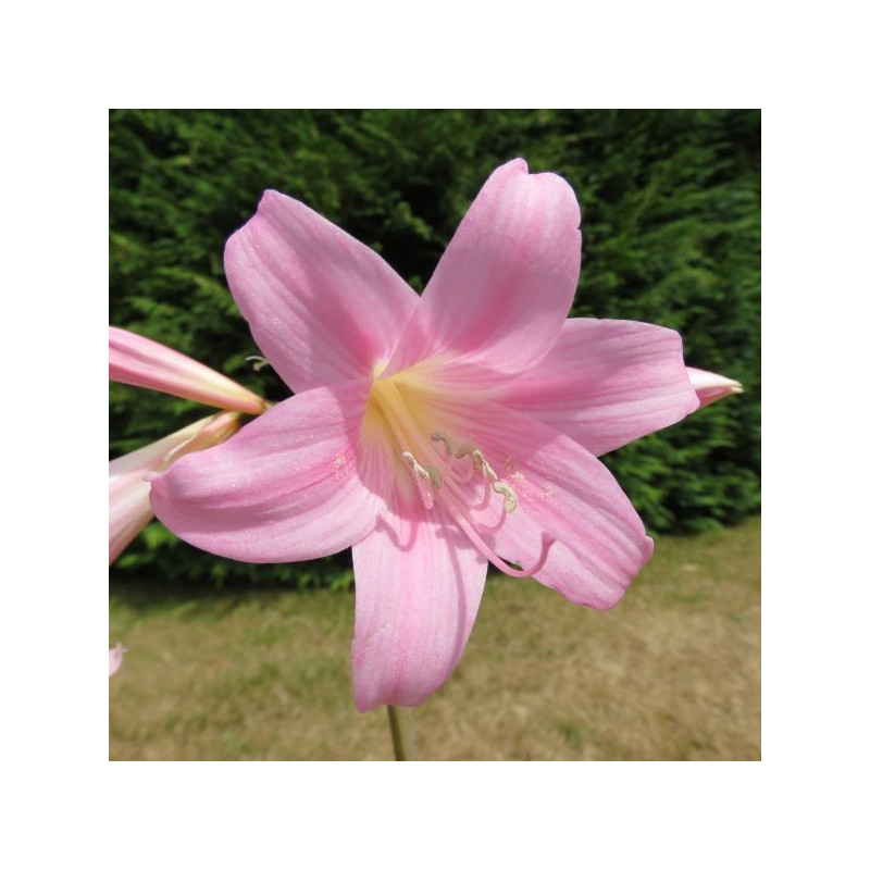 Crinum x powellii roseum