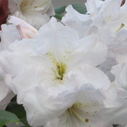 Rhododendron ss wonderland