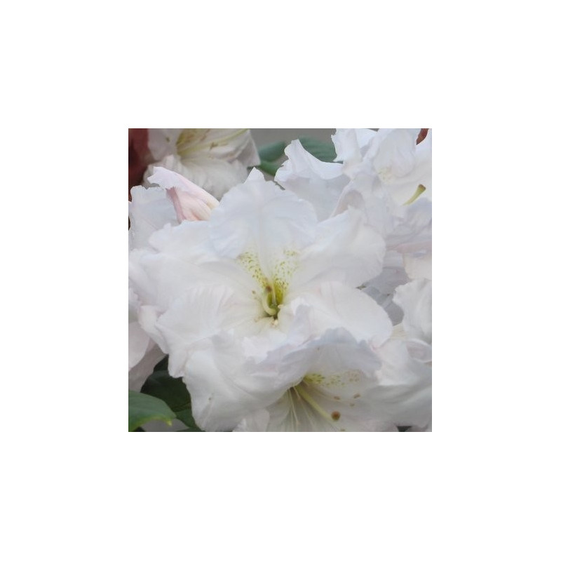 Rhododendron ss wonderland Rhododendron ss wonderland