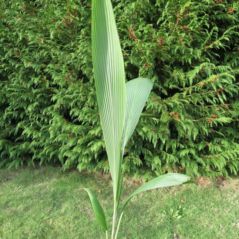 Curculigo crassifolia