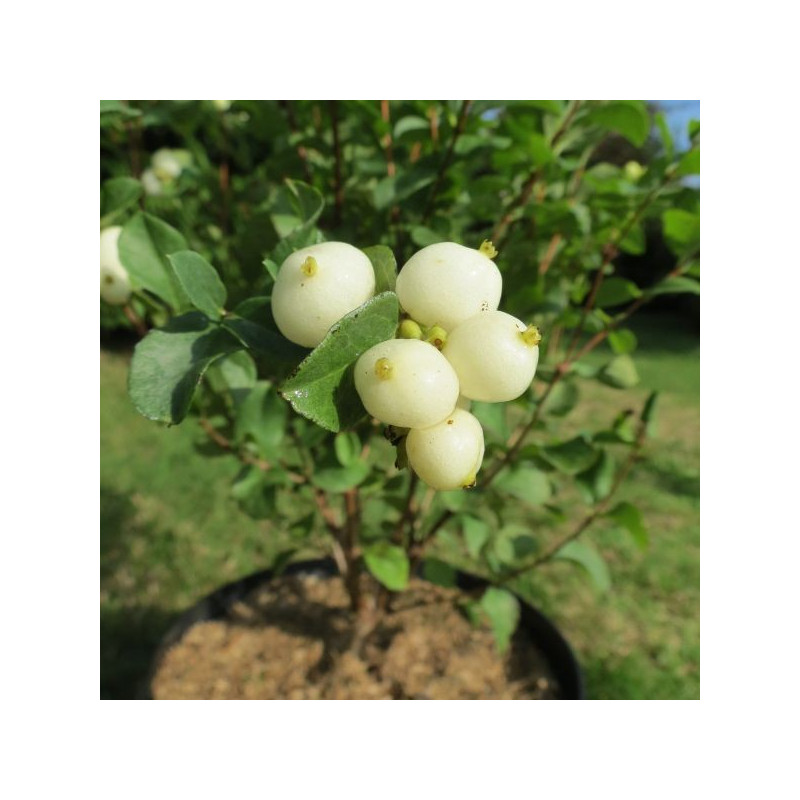 Symphoricarpos white edge