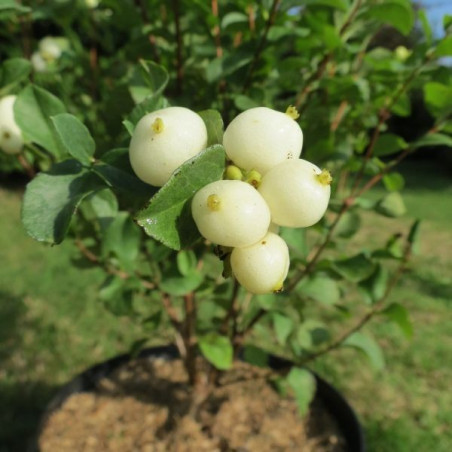 Symphoricarpos white edge