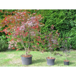 Acer palmatum 'bloodgood'