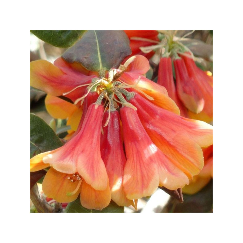 Rhododendron cinnabarinum