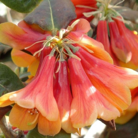 Rhododendron cinnabarinum