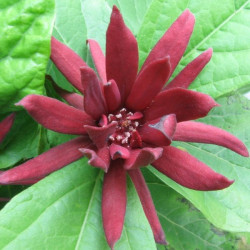 Calycanthus floridus